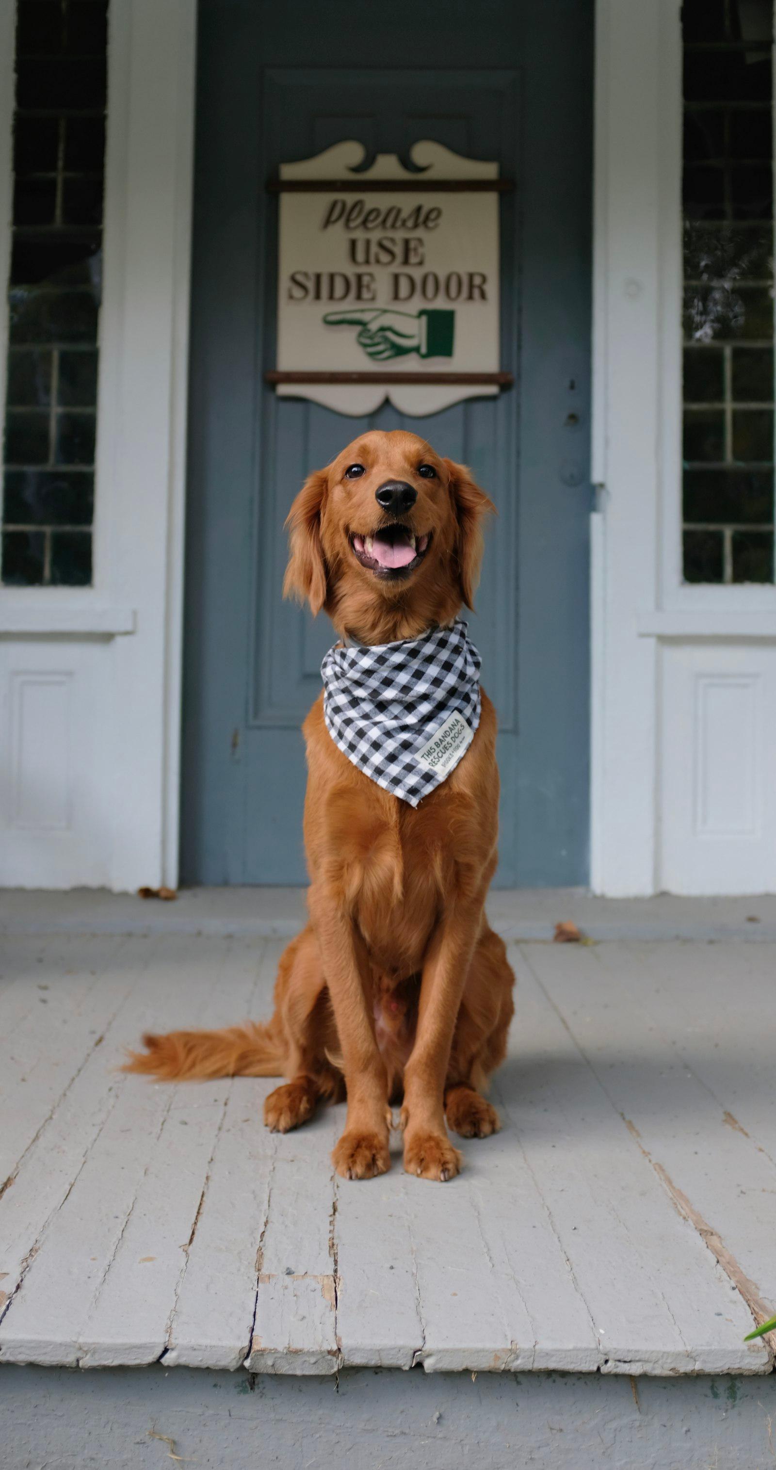 A golden retriever waiting on the front porch of a pet-friendly rental home in Knoxville, TN